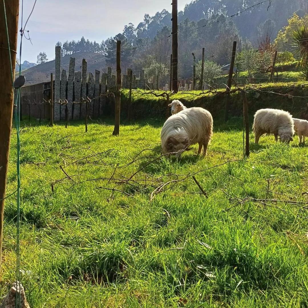 Willa Moinhos Carvalhas Arcos de Valdevez Zewnętrze zdjęcie